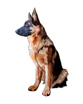 German shepherd dog sitting, color drawing, realistic. Vector illustration of paints