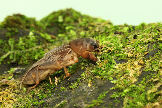 A mole cricket is digging a moss-covered ground. This insect has the scientific name Gryllotalpa gryllotalpa.