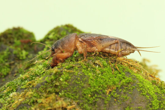 A mole cricket is digging a moss-covered ground. This insect has the scientific name Gryllotalpa gryllotalpa.