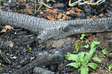 Burnt charcoal log in woodland