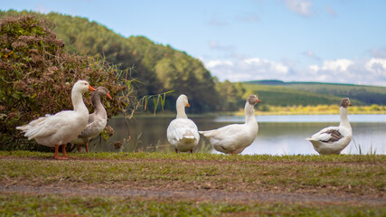 Patos no campo