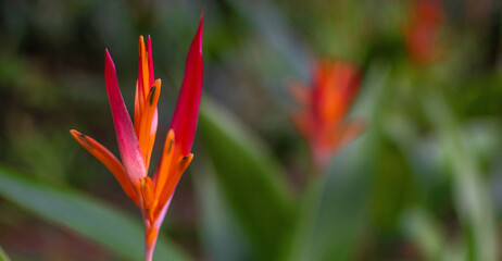orange flower in the garden