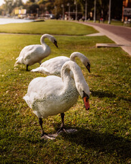 3 swans looking for food in the grass