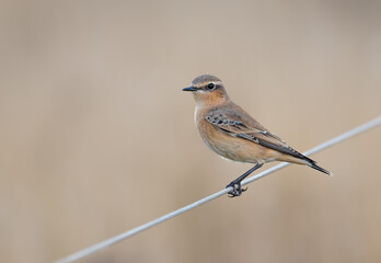 Female northern wheatear (Oenanthe oenanthe) isolated against a blurred background, Norfolk, England