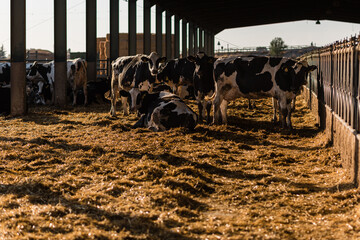 Herd of cows in a barn at a dairy farm. Livestock industry and animal concept.
