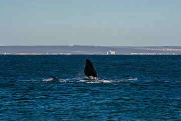 Fototapeta premium Sohutern right whale jumping, endangered species, Patagonia,Argentina