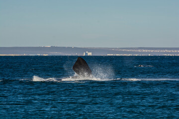 Sohutern right whale jumping, endangered species, Patagonia,Argentina