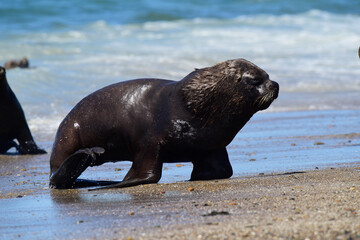 Male Sea Lion , Patagonia, Argentina