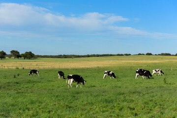 Cow with calf grazing, La Pampa, Argentina.