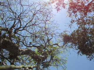 branches against sky