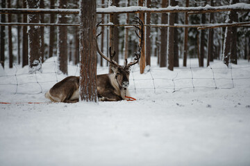 Reindeer resting in the snow
