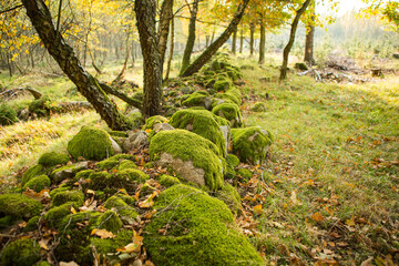 moss on stone wall
