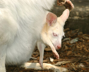 Albino Wallaby joey in mum's pouch..