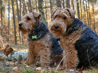 Two Welsh terriers in a forest.