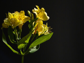 Yellow Alstroemeria, Peruvian lily or Inca lily flowers bouquet on black background.