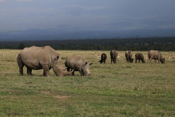 Fototapeta na wymiar white rhinos in the pasture