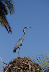 great heron