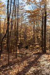 last days of autumn in the forest quebec canada,