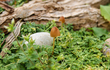 close up macro of a young Golden Waxcap mushroom (Hygrocybe chlorophana)