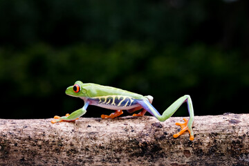 red eyed tree frog
