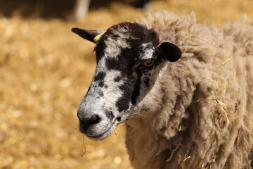 Sheep and lambs with muddy coats in the early spring fields