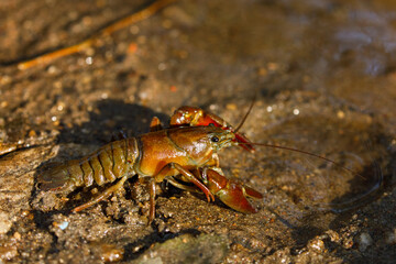 Signal crayfish, Pacifastacus leniusculus, in water at sandy river bank. North American crayfish,...