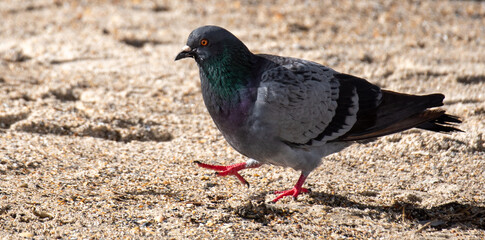 Pigeon on the Sand