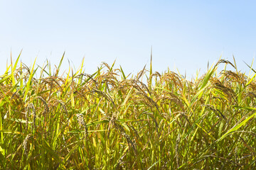 収穫間近の稲穂	