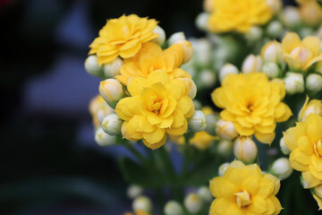 Obraz na płótnie Canvas Yellow blossoms and buds on a kalanchoe plant