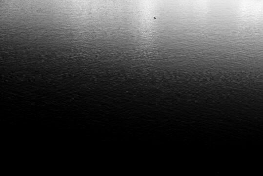 Bird flying over black and white lake