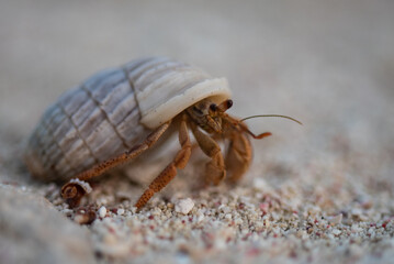 A selective focus macro shot of a land based hermit crab wandering around in the sand