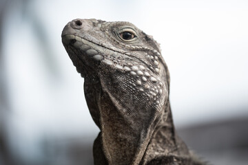 A rock iguana that is indigenous to Little Cayman shot here in the wild