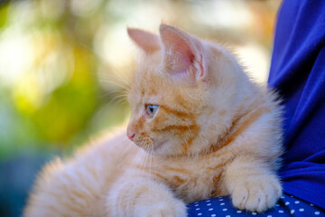 Obraz premium Beautiful, sweet and cute ginger kitten portraits