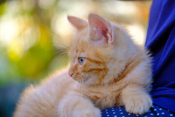 Obraz premium Beautiful, sweet and cute ginger kitten portraits