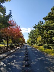 road in autumn