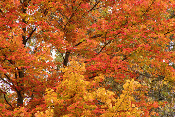 View looking skyward towards top of tall maple tree with colorful red, orange and yellow autumn leaves.