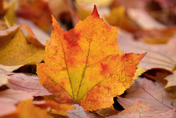 Nature's autumn colors. Isolated closeup of single multicolored maple leaf resting on carpet of fallen leaves covering the ground.