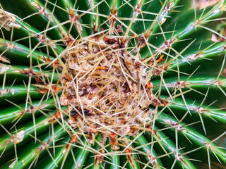 Abstract natural pattern of spikes and segments texture formed at the centre of a cactus plant...