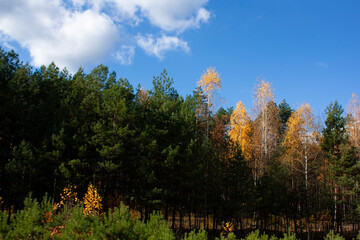A beautiful autumn forest against a blue sky. Green and yellow trees in a forest clearing.