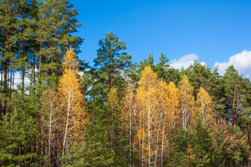 Fototapeta premium A beautiful autumn forest against a blue sky with clouds. Green pines and yellow birches in a forest clearing. 