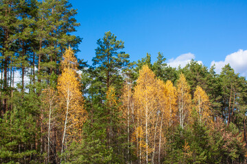 A beautiful autumn forest against a blue sky with clouds. Green pines and yellow birches in a forest clearing.
