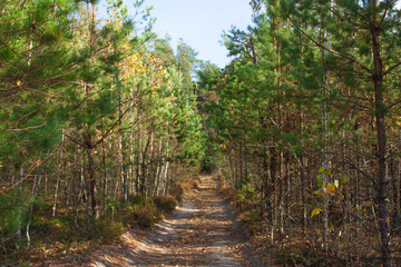 Obraz premium Forest road in the middle of young green pines. A path in a coniferous forest.