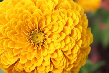 Closeup of a beautiful  yellow flower in a garden. Yellow and orange. Botany and flower. Spring and summer. Happiness and warm color.