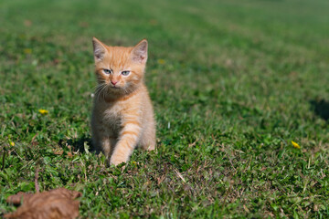 Naklejka na ściany i meble Beautiful, sweet and cute ginger kitten portraits