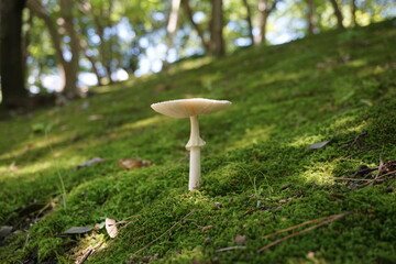 公園のきのこ