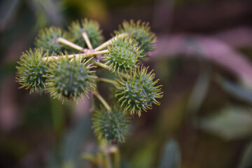 Castor, Castor Bean, Castor oil plant, Ricinus communis, commonly known as castor oil plant. Medical seeds. Green plant, Green and prickly fruits of a Castor oil plant (Ricinus communis) in the midst