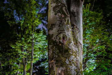 大木と夜の公園