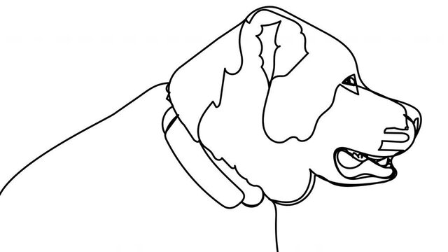 Self drawing Alabai one line on a white background. Animation of the Central Asian Shepherd Dog. Stock 4k video of watchdog big dog with alpha channel. An animal looking in profile.