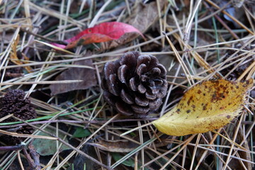 落ち葉とマツボックリ