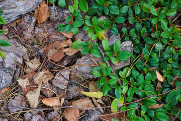 Green leaves and tree bark, background. Summer